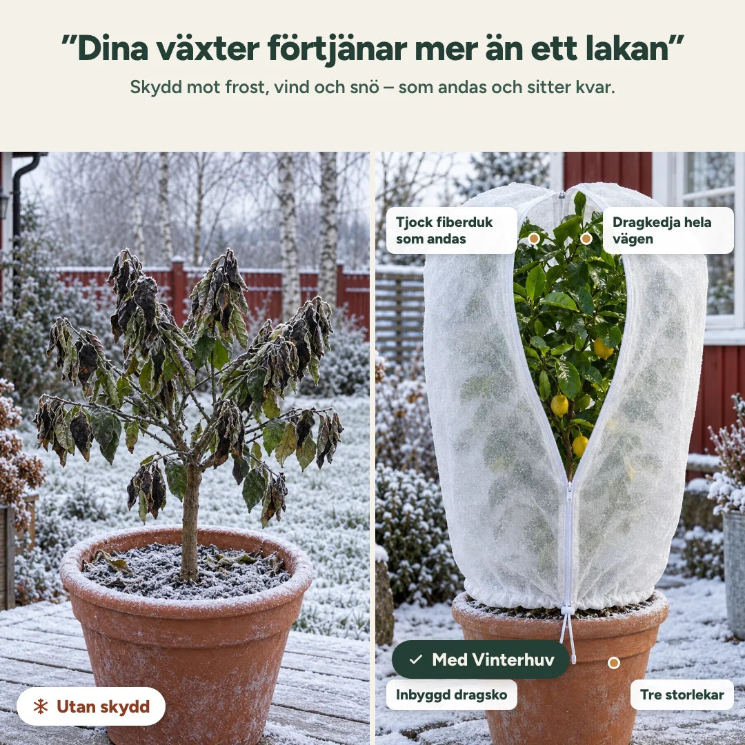 Före och efter: frostskadat citronträd utan skydd och friskt citronträd under Vinterhuv