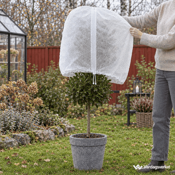 Vinterhuv träs över ett litet stamträd