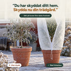 Olivträd utan skydd bredvid olivträd under Vinterhuv på frostig altan