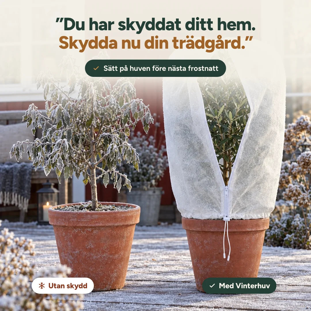Olivträd utan skydd bredvid olivträd under Vinterhuv på frostig altan