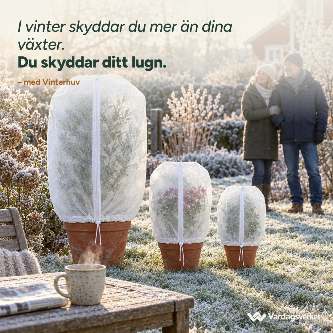 Tre krukor med Vinterhuv i frostig morgonsol
